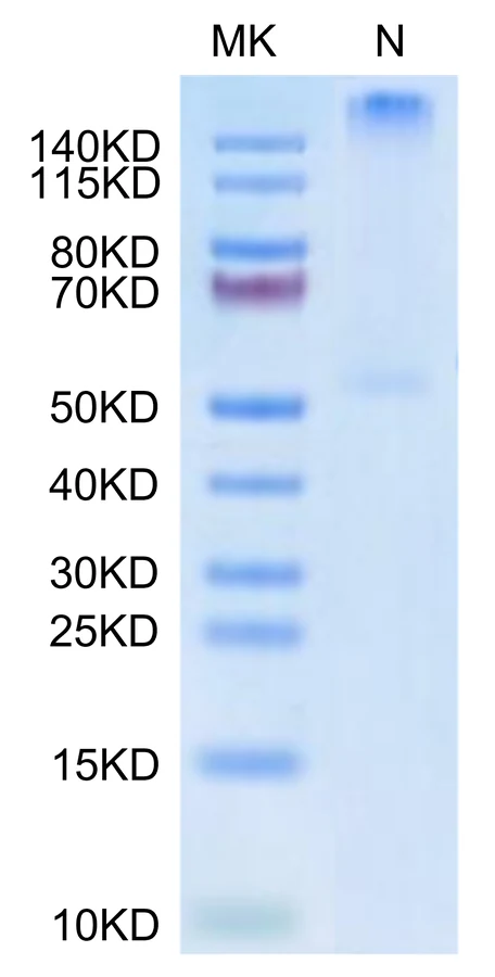 KRASG12D-HP009 Bis-Tris-PAGE-white result