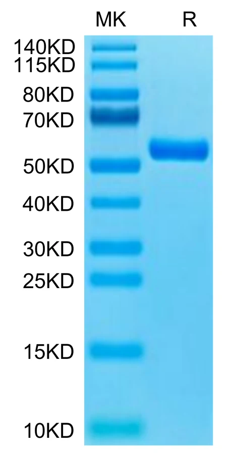 KRASG12R-HB001 Bis-Tris-PAGE-white result