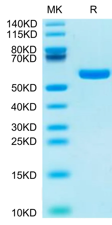 KRASG12R-HP001 Bis-Tris-PAGE-white result