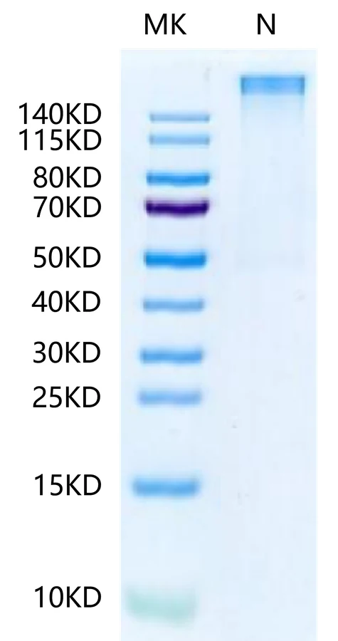 KRASG12R-HP002 Bis-Tris-PAGE-white result