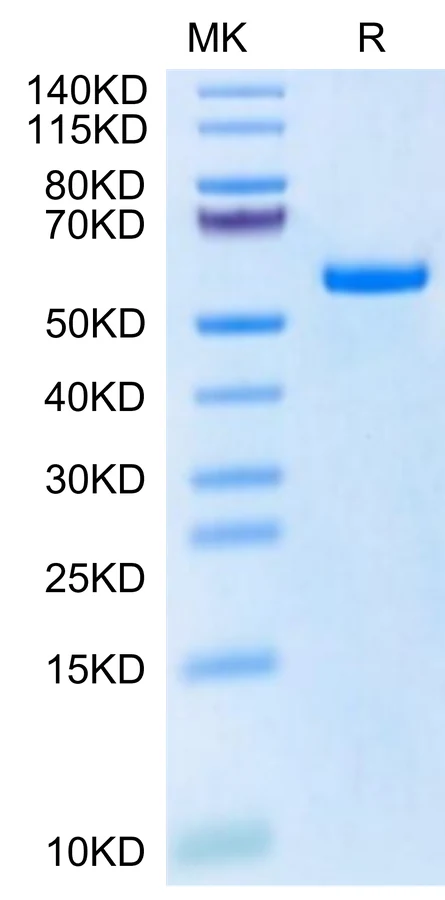 KRASG12S-HB001 Bis-Tris-PAGE-white result