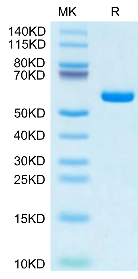KRASG12S-HP001 Bis-Tris-PAGE-white result