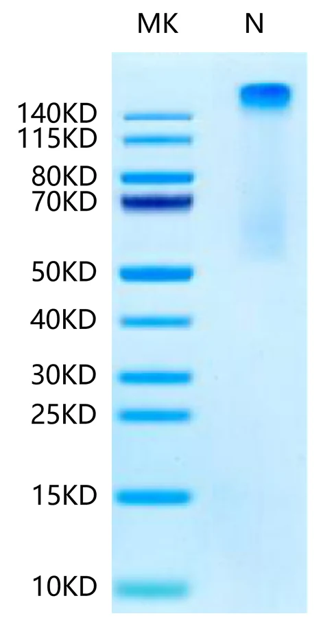 KRASG12S-HP002 Bis-Tris-PAGE-white result