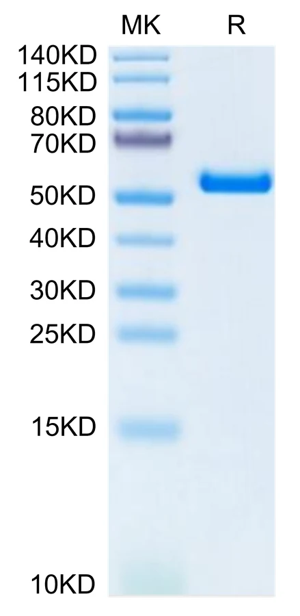 KRASG12V-HB003 Bis-Tris-PAGE-white result