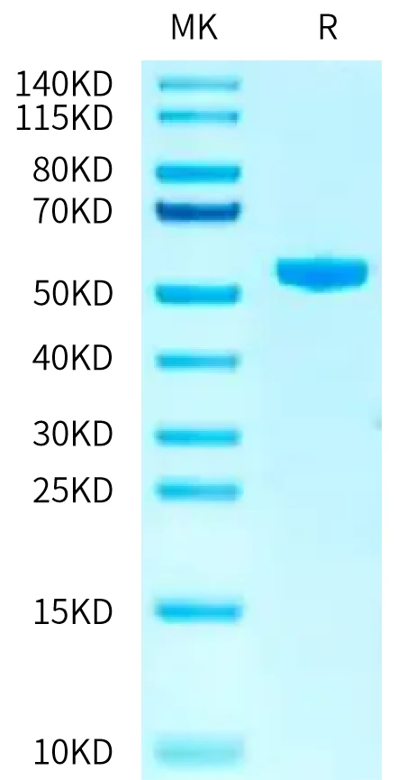 KRASG12V-HB007 Bis-Tris-PAGE-white result