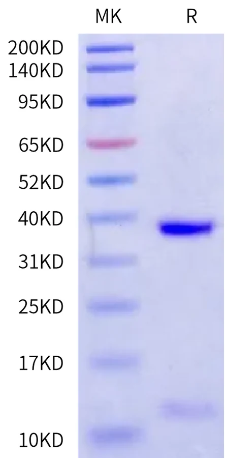 KRASG12V-HB009 Bis-Tris-PAGE-white result