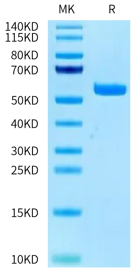 KRASG12V-HP002 Bis-Tris-PAGE-white result