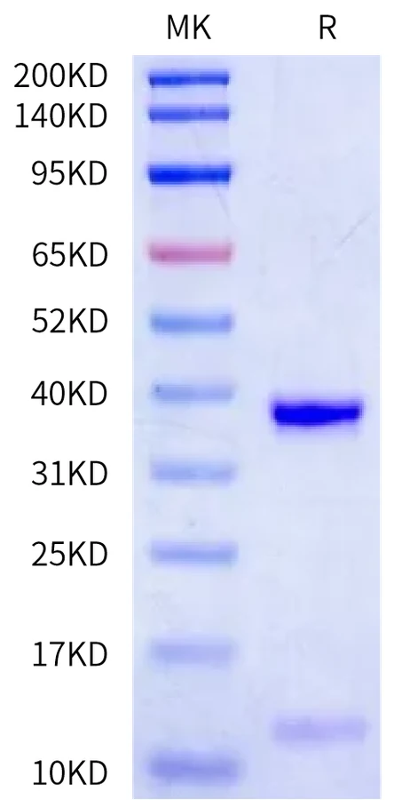 KRASG12V-HP003 Bis-Tris-PAGE-white result