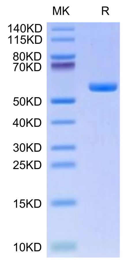 KRASG12V-HP004 Bis-Tris-PAGE-white result