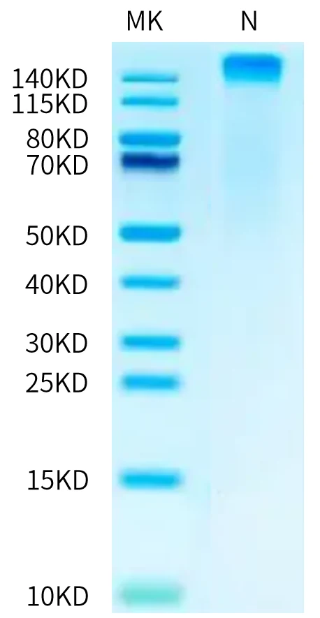 KRASG12V-HP006 Bis-Tris-PAGE-white result