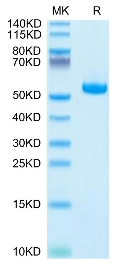 KRASG12V-HP008 Bis-Tris-PAGE-white result