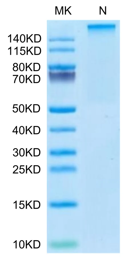 KRASG12V-HP010 Bis-Tris-PAGE-white result