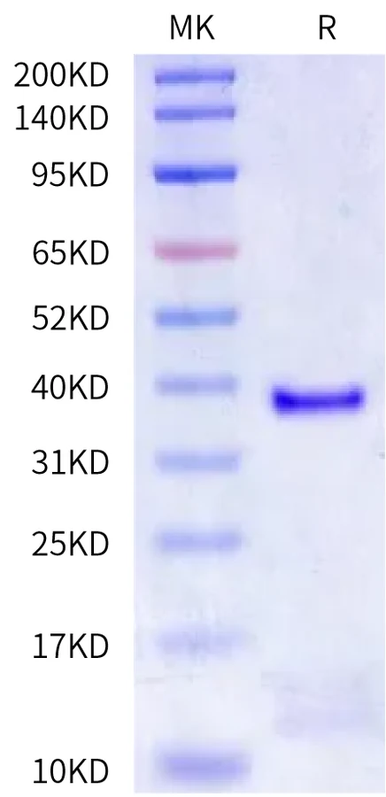 KRASG12V-HP013 Bis-Tris-PAGE-white result