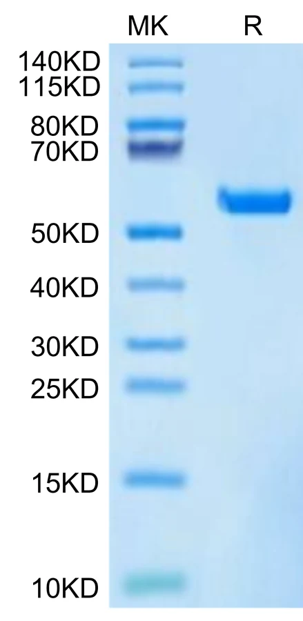 KRASWT-HB003 Bis-Tris-PAGE-white result