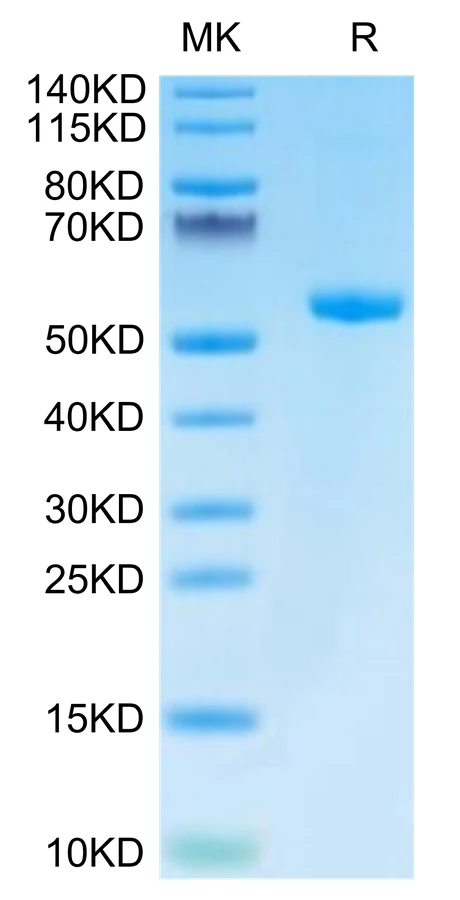 KRASWT-HB004 Bis-Tris-PAGE-white result