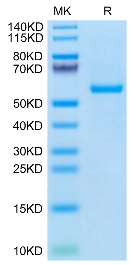 KRASWT-HP004 Bis-Tris-PAGE-white result