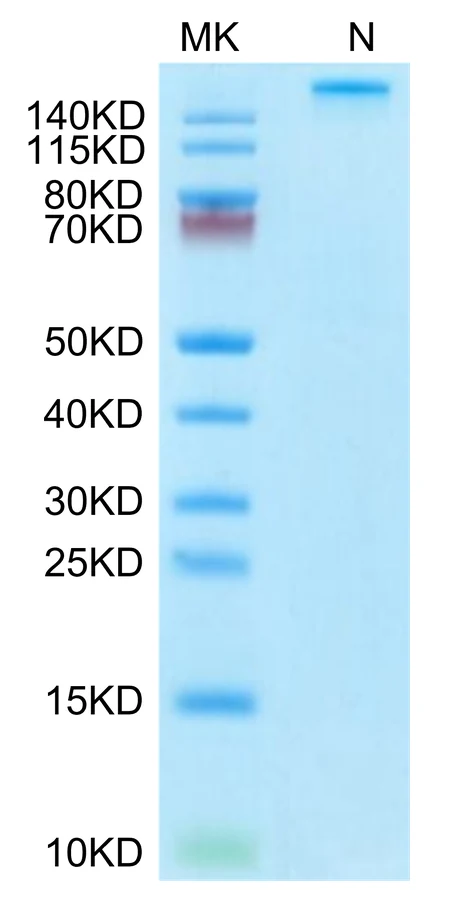 KRASWT-HP005 Bis-Tris-PAGE-white result