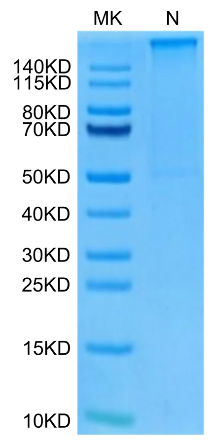 KRASWT-HP010 Bis-Tris-PAGE-white result