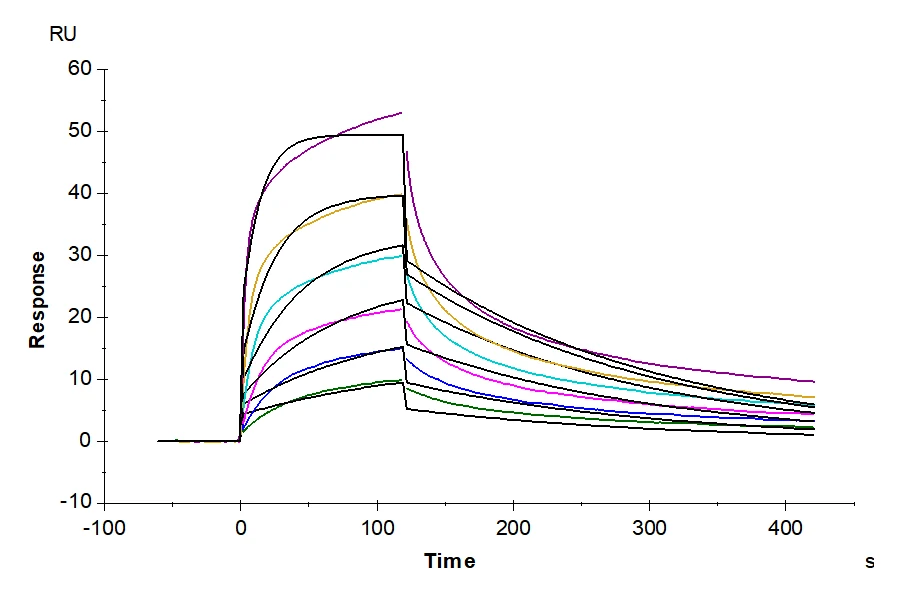 KV1.3-HB001 SPR result