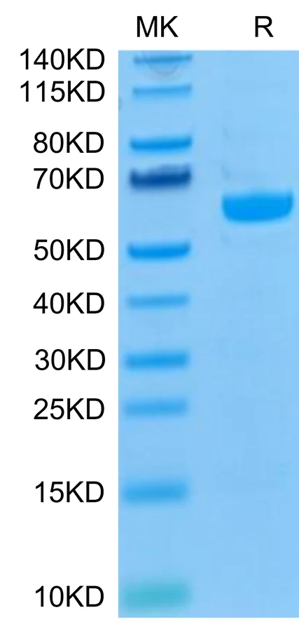 LAG3-HB001 Bis-Tris-PAGE-white result