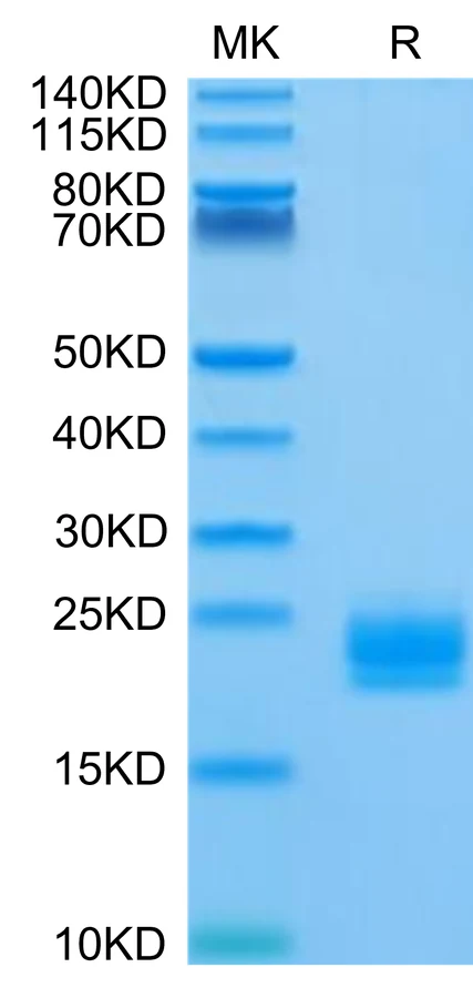 LAIR2-HB001 Bis-Tris-PAGE-white result