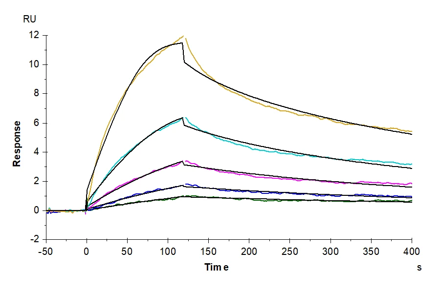 LAIR2-HB001 SPR result
