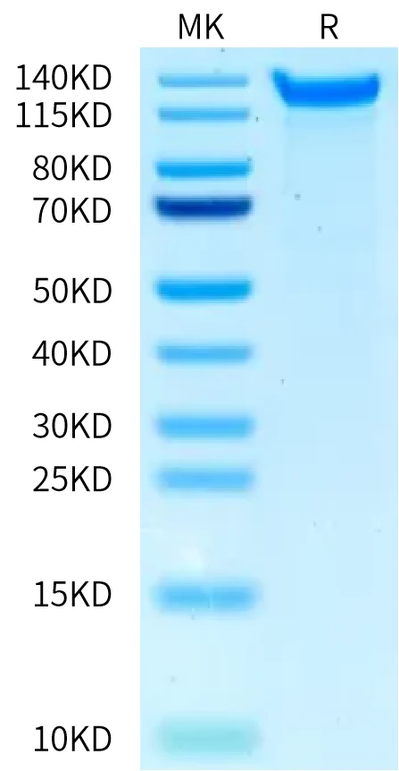 LDLR-HB002 Bis-Tris-PAGE-white result
