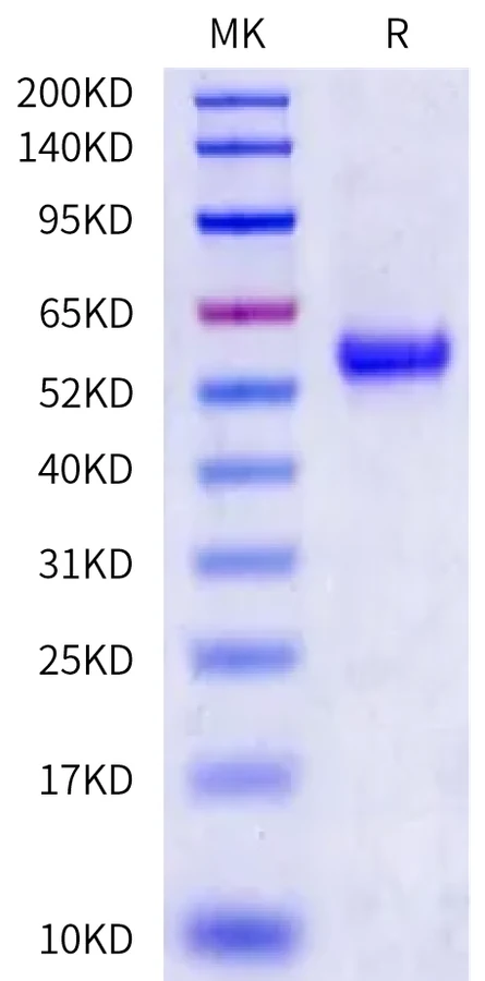 LIGHT-HF001 Bis-Tris-PAGE-white result