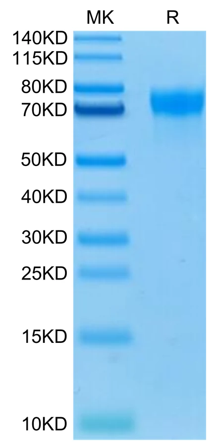 LILRA1-HB001 Bis-Tris-PAGE-white result