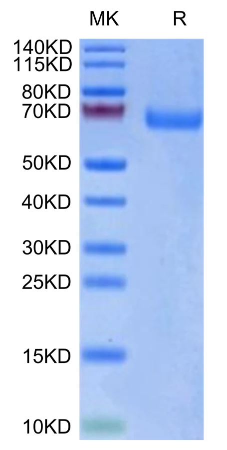 LILRA3-HB001 Bis-Tris-PAGE-white result