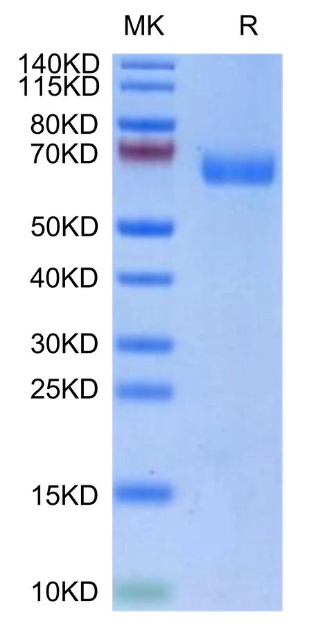LILRA4-HB001 Bis-Tris-PAGE-white result