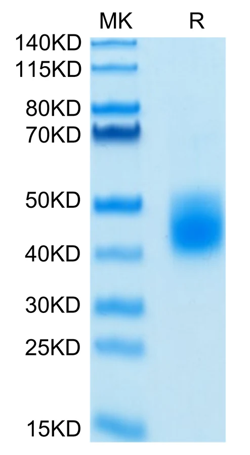 LILRA5-HB001 Bis-Tris-PAGE-white result