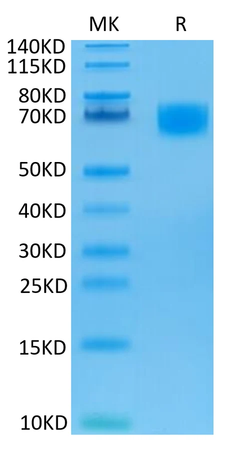 LILRA6-HB001 Bis-Tris-PAGE result