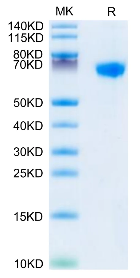 LILRB1-CP001 Bis-Tris-PAGE-white result