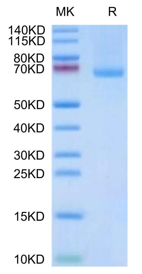 LILRB1-CP003 Bis-Tris-PAGE-white result