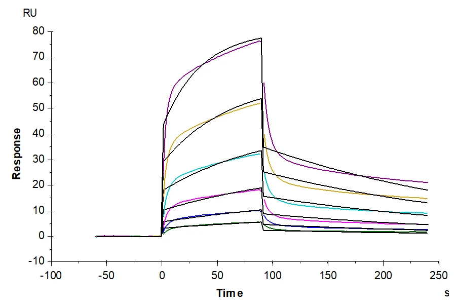 LILRB1-CP003 SPR result