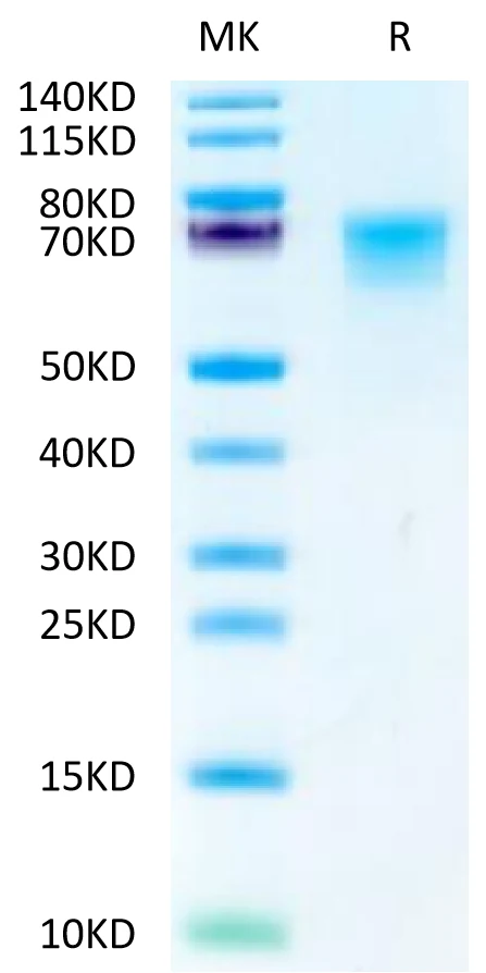 LILRB1-CP004 Bis-Tris-PAGE-white result