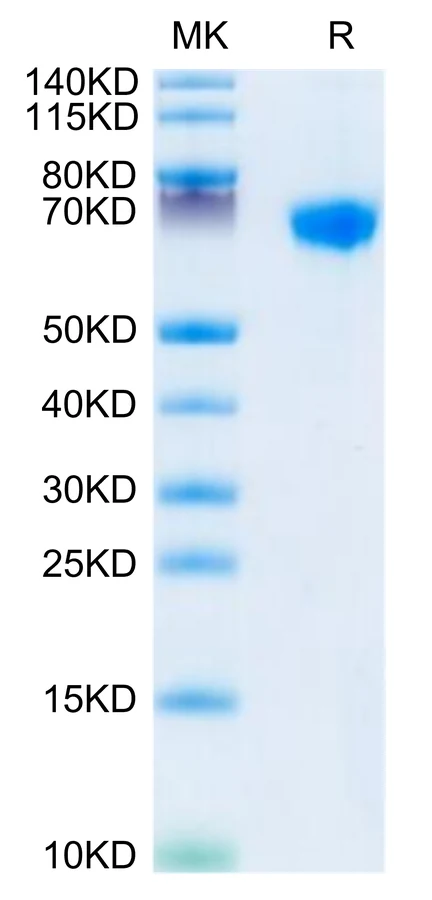 LILRB1-CP005 Bis-Tris-PAGE-white result