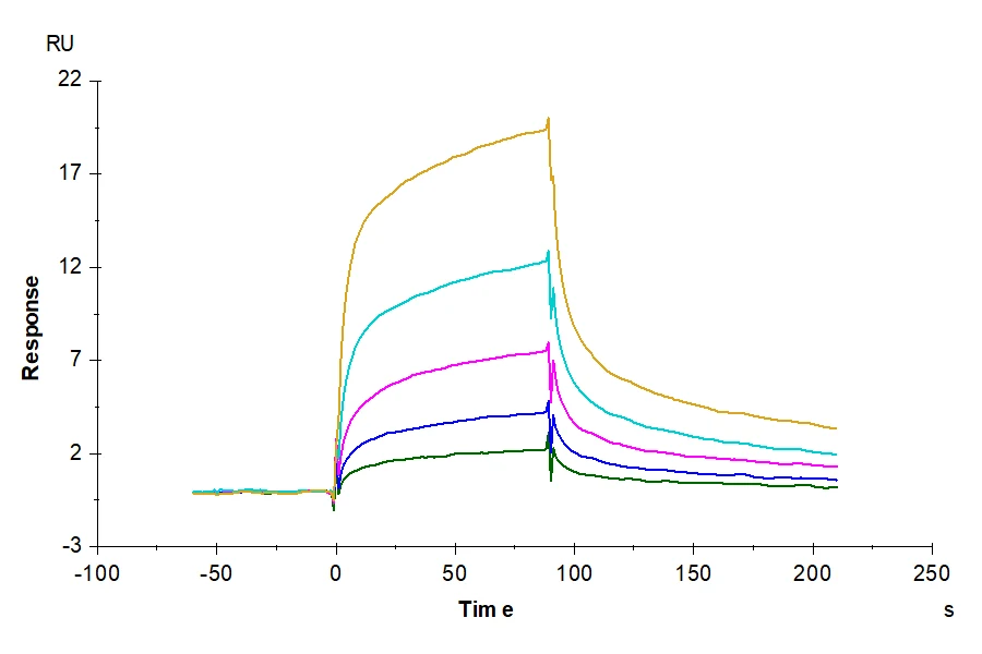 LILRB1-CP005 SPR result