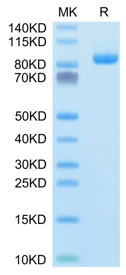 LILRB1-CP006 Bis-Tris-PAGE-white result