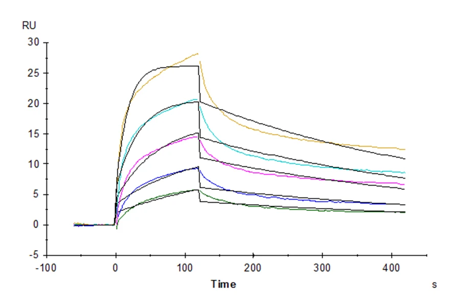 LILRB1-CP006 SPR result
