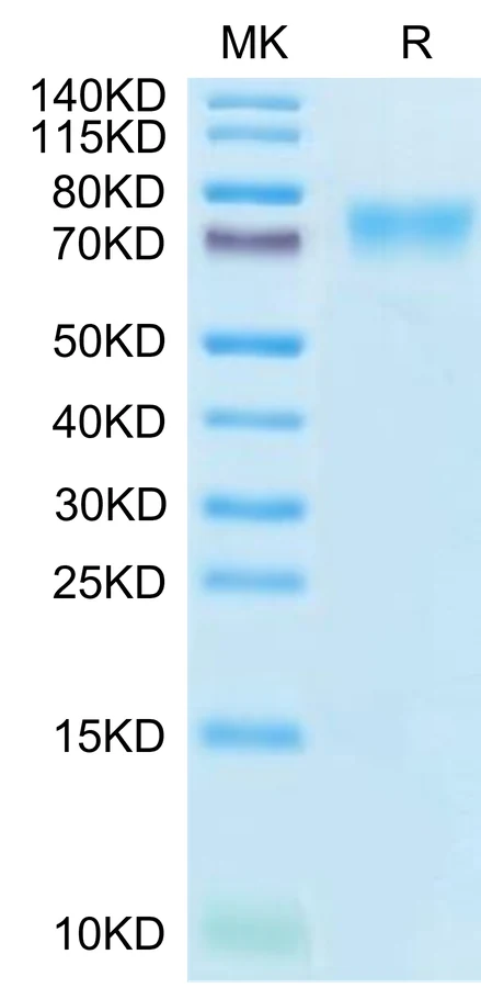LILRB1-HB001 Bis-Tris-PAGE-white result