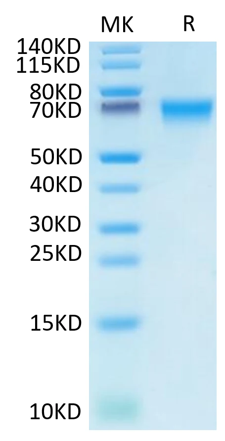 LILRB1-HB002 Bis-Tris-PAGE-white result