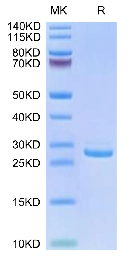 LILRB1-HP001 Bis-Tris-PAGE-white result