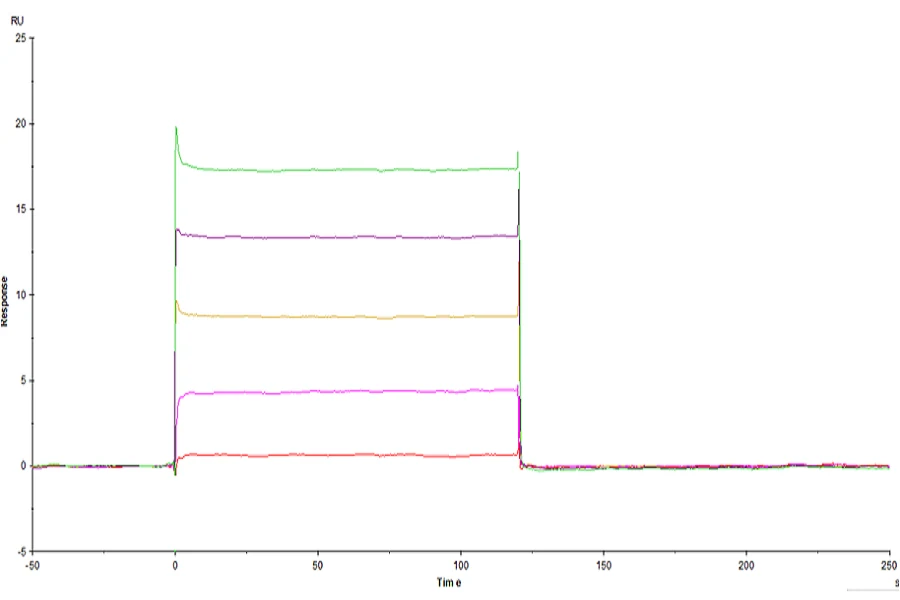 LILRB1-HP001 SPR result