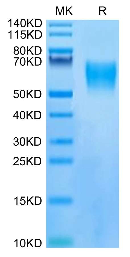 LILRB1-HP002 Bis-Tris-PAGE-white result