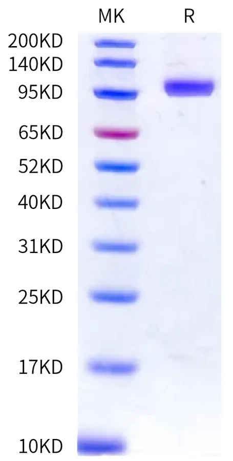 LILRB1-HP003 Bis-Tris-PAGE-white result