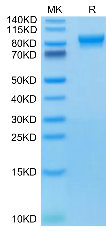 LILRB1-HP004 Bis-Tris-PAGE-white result