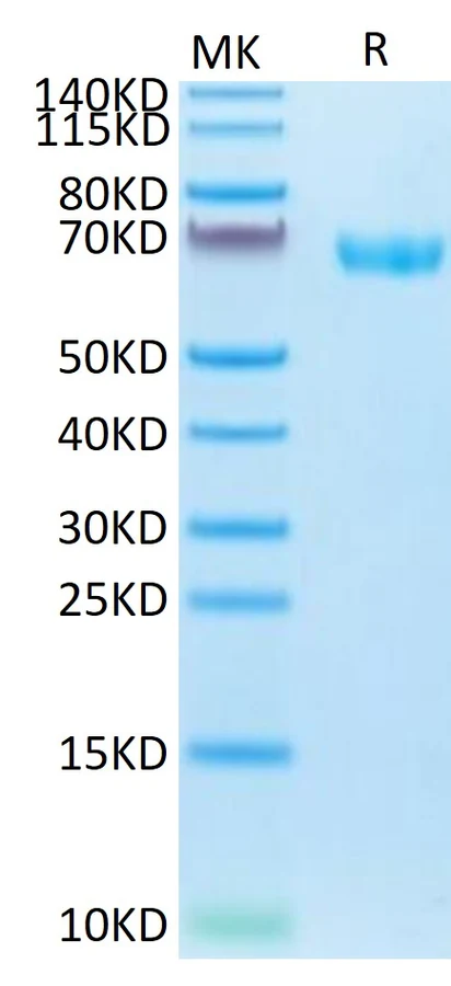 LILRB2-CP001 Bis-Tris-PAGE result