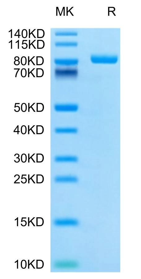 LILRB2-CP002 Bis-Tris-PAGE-white result
